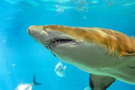 Photos: Baby Sand Tiger Sharks | Live Science