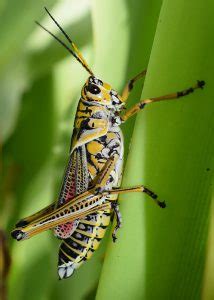 The Plague of Giant Grasshoppers - UF/IFAS Extension Marion County