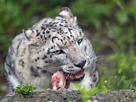 Snow leopard eating meat | One of the snow leopards of the S… | Flickr