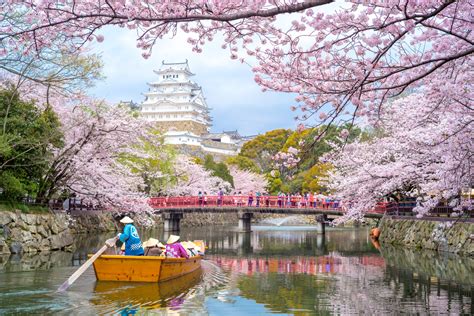 5 Places to See Japan’s (Very Real) Winter Cherry Blossoms - GaijinPot ...