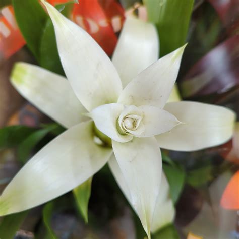 Flowering Bromeliad | Guzmania | White & Guzmania Bromeliaceae & Houseplant UK