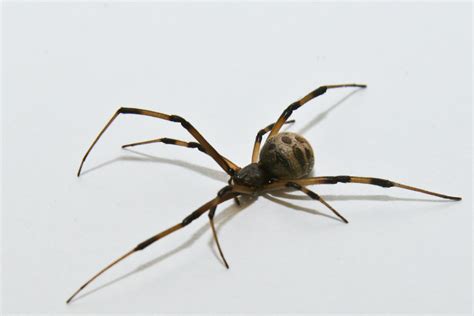 Be Aware of Brown Widow Spiders | Gardening in the Panhandle