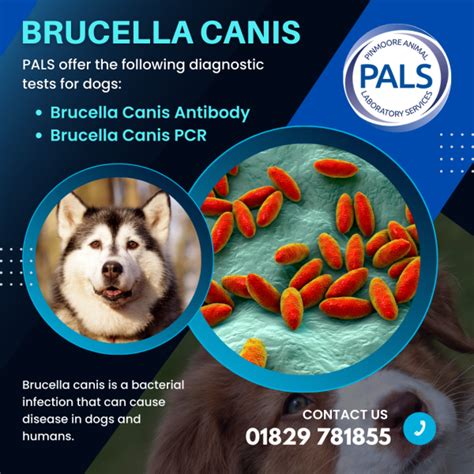 What is Brucella canis in dogs? - PALS Vet Lab