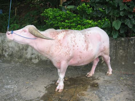 File:Albino-Water-Buffalo-Rantepao.jpg - Wikimedia Commons