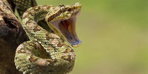 Snakebite Antidote Due To Run Out Next Year, Experts Are Worried ...