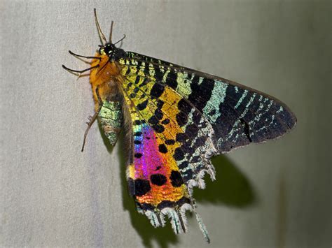 Sunset Moth | Mesmerizing Lepidoptera - Our Breathing Planet