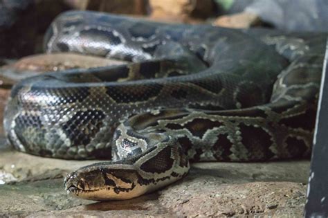 Burmese Python – Utica Zoo