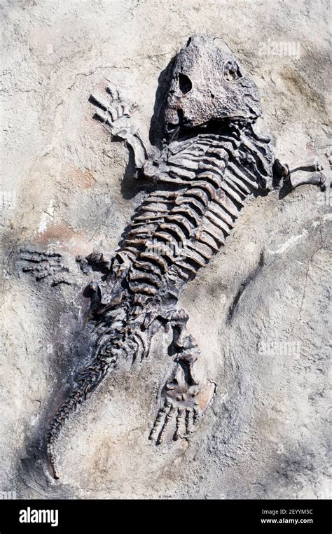 Fossil reptile hi-res stock photography and images - Alamy