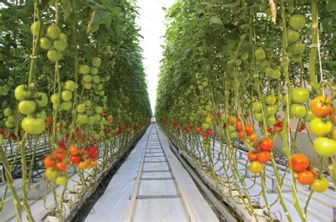 Harnois Greenhouse - Commercial Hydroponic Tomato Production - Tracks ...