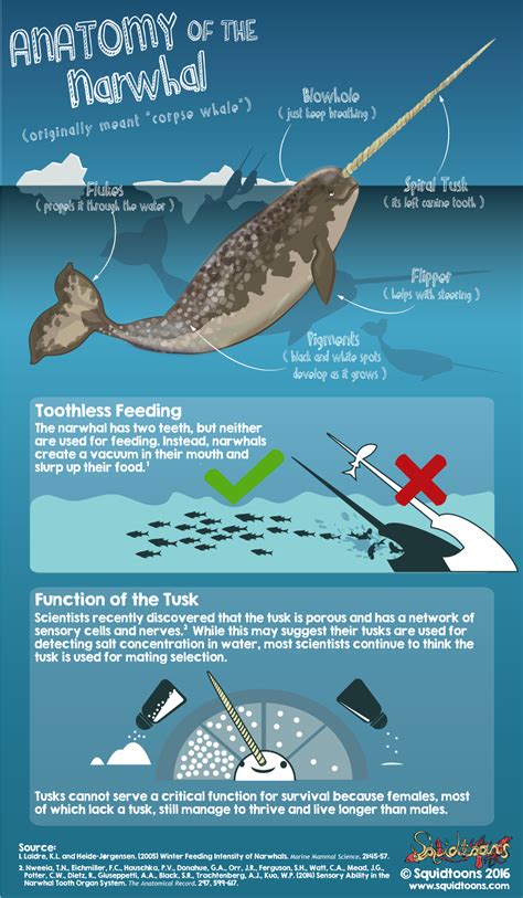 Unveiling the Fascinating Narwhal Anatomy