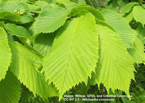 Types of Elm Trees with Their Bark and Leaves - Identification Guide (2022)