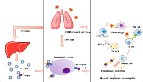 Frontiers | Update Advances on C-Reactive Protein in COVID-19 and Other Viral Infections