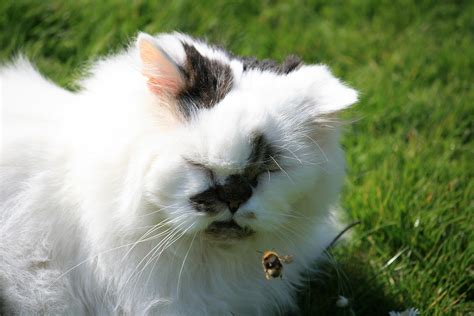 What to do if your cat is stung by a bee or wasp - Vet Help Direct