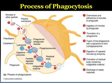 amudu: Phagocytosis (White Blood Cell (Neutrophil) Chasing and Eating Bacteria)