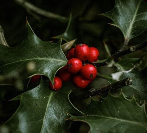 30 Symbols of Christmas: The History of Christmas Decorations