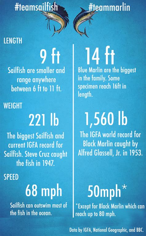 Sailfish vs Marlin: the Battle of the Bills - FishingBooker Blog