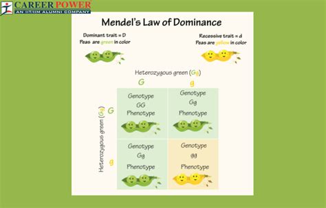 Law of Dominance: (Complete Explanation) Definition and Examples