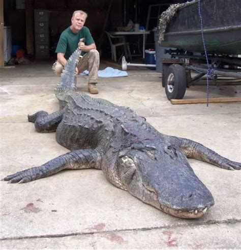 7 Biggest Alligators In The World