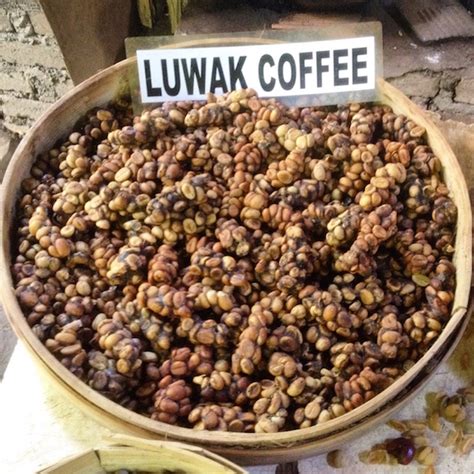 Kopi Luwak: The Civet Coffee Visit in Bali - CoffeeSphere