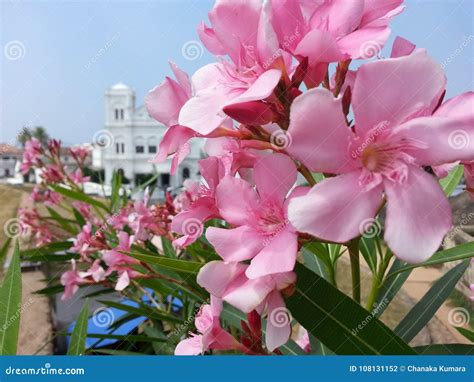 Nature Nerium Oleander ` Kaneru ` Flower of Sri Lanka Stock Photo ...