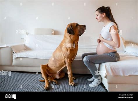 Happy pregnant woman with big dog breed fila brasileiro in home Stock ...