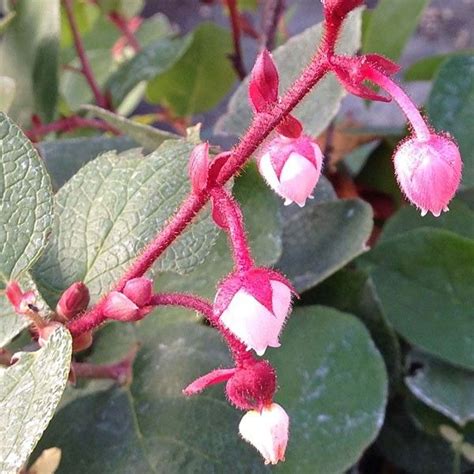 Gaultheria shallon - SALAL | Flower identification, Summer plants, Salal