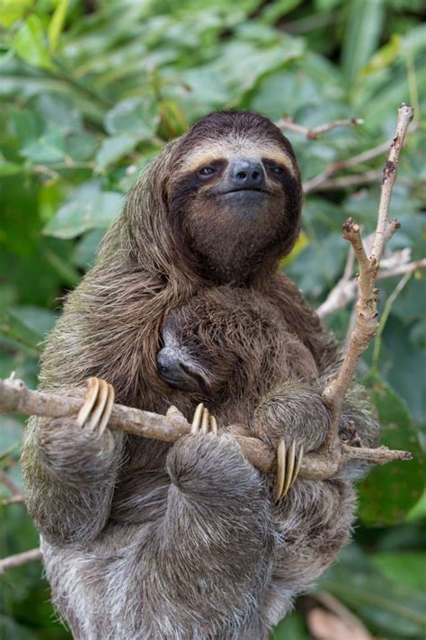 Pygmy Three-toed Sloth (Bradypus pygmaeus) #cutesloth | Cute baby ...