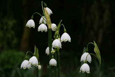 Leucojum aestivum – Ballyrobert Gardens