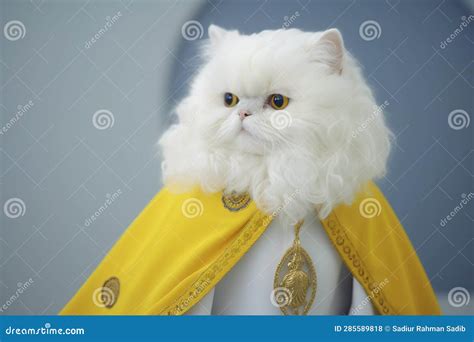 Birman Cat Dressed As A Fireman On Blush Color Background Royalty-Free Stock Photo ...