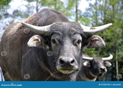 Buffalo stock photo. Image of asia, indian, lanka, animal - 37262156