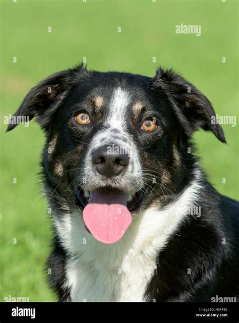 Tri colour border collie hi-res stock photography and images - Alamy