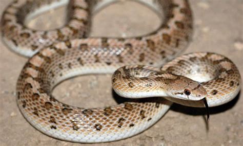 40 Types of Snakes In Arizona (21 are Venomous) - Wiki Point