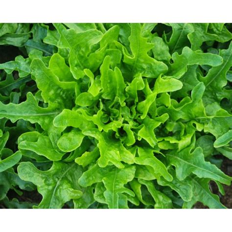 Oak Leaf Lettuce Seeds