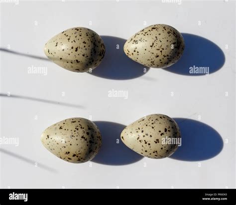 Little ringed plover eggs hi-res stock photography and images - Alamy