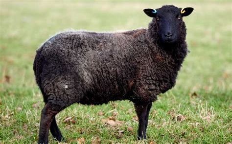 10 Black Faced Sheep Breeds with Pictures | Farming Base