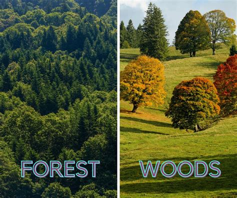 Understanding the Difference Between Woods and Forests - Differences Finder