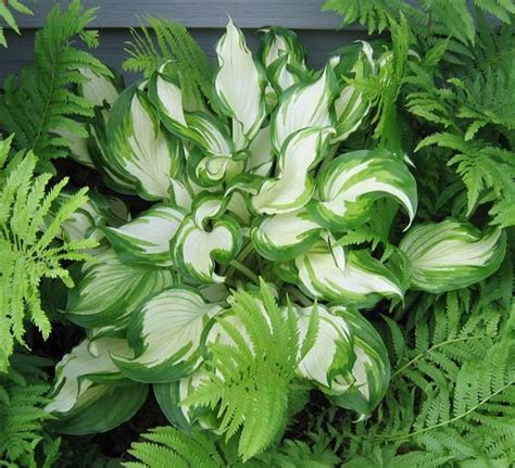 1000+ images about Ferns and hostas on Pinterest | Gardens, Hosta ...