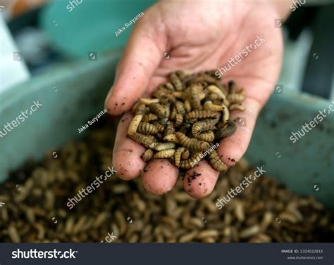 14 Black Soldier Fly Larvae Chickens Images, Stock Photos & Vectors | Shutterstock