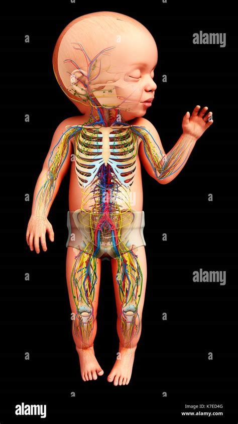 Skeletal system of a child hi-res stock photography and images - Alamy