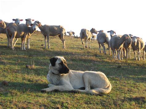 Anatolian Shepherd Dog herding sheep photo and wallpaper. Beautiful Anatolian Shepherd Dog ...