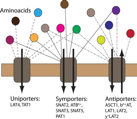 Modeling of amino acid transport across cell membrane | The Interface Group