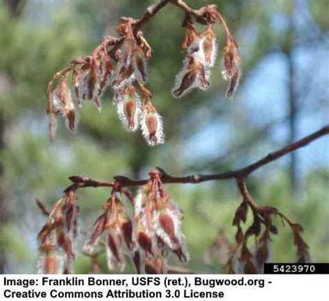 14 Types of Helicopter Seeds (With Pictures) - Identification Guide