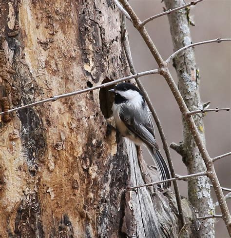 All of Nature: Black Capped Chickadee Nest Cavity Making