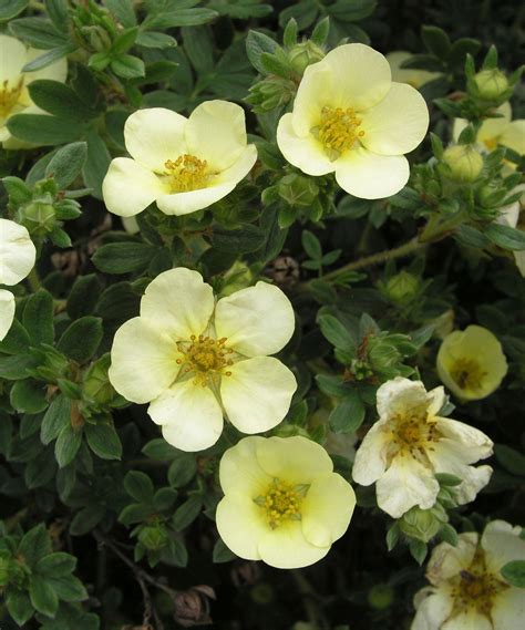 Potentilla varieties: 15 pretty types to take your pick from | Gardeningetc