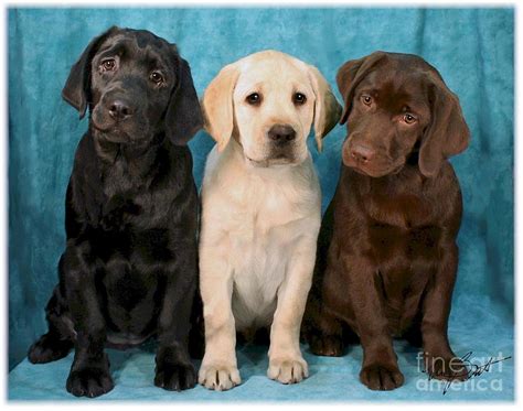 Labrador Retriever Puppies All Colors | [#] Lunawsome