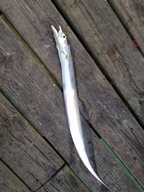 Ribbon Fish Caught in Garden City Beach, SC Surf