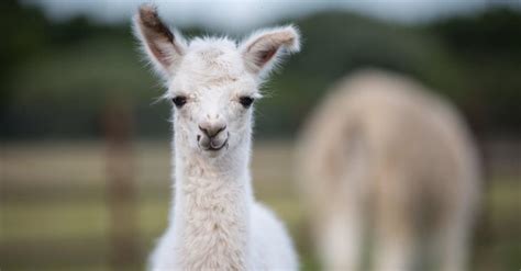 What’s a Baby Alpaca Called + 6 More Amazing Facts! - A-Z Animals