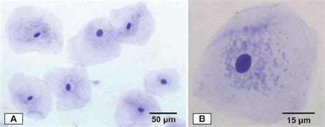 Human buccal cells collected with a toothbrush that was used to make... | Download Scientific ...