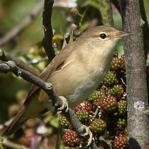 Garden Warbler | BTO - British Trust for Ornithology