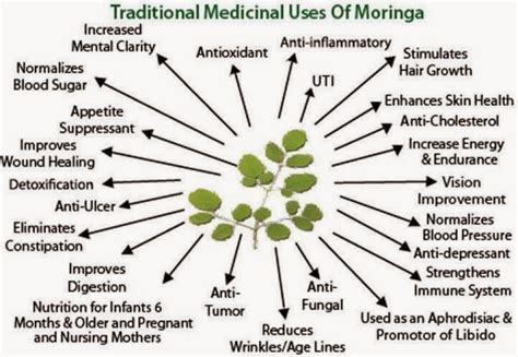 FoodTechNews: Medicinal Benefits of Moringa oleifera: The Miracle Tree